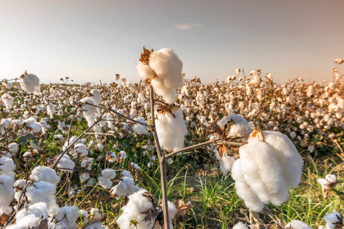 Cotton field